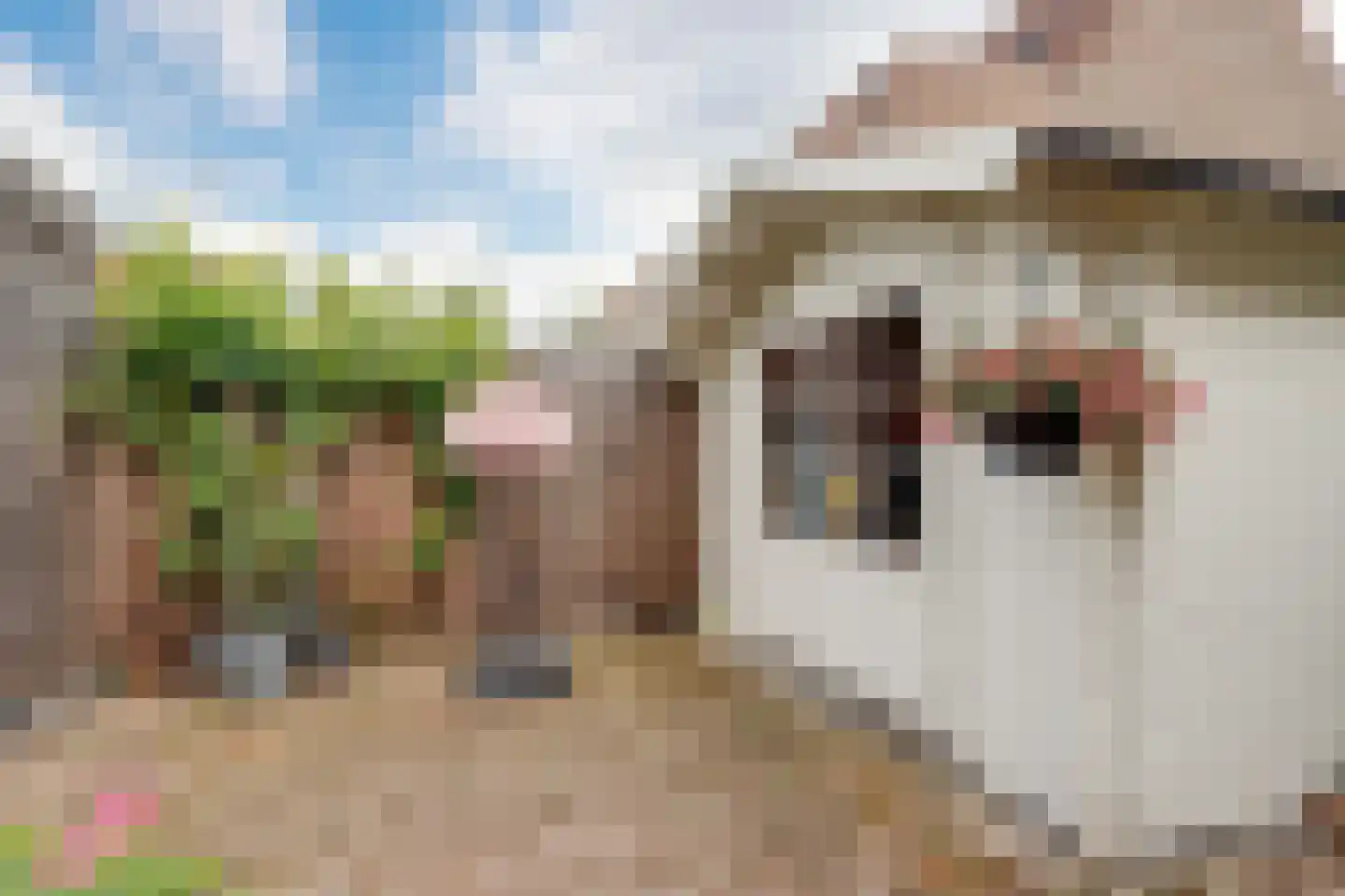 Albergerbos 120 Hoofddorp thumbnail 35