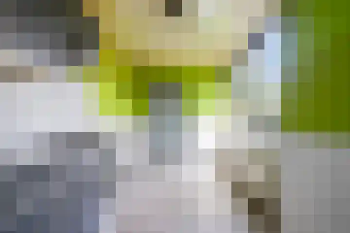 Alberikstraat 4 Bergen L thumbnail 7