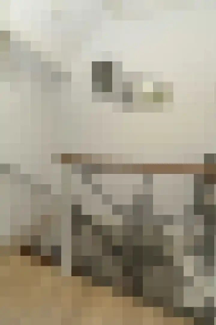 Albers Pistoriusstraat 3 Aarle-Rixtel thumbnail 16
