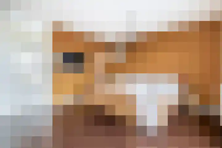 Albert Cuyplaan 1 Veendam thumbnail 28