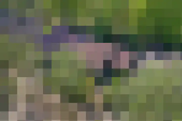 Albert Neuhuyslaan 29 Nunspeet thumbnail 33