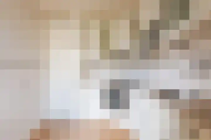 Albert Toriedreef 28 Meppel thumbnail 8