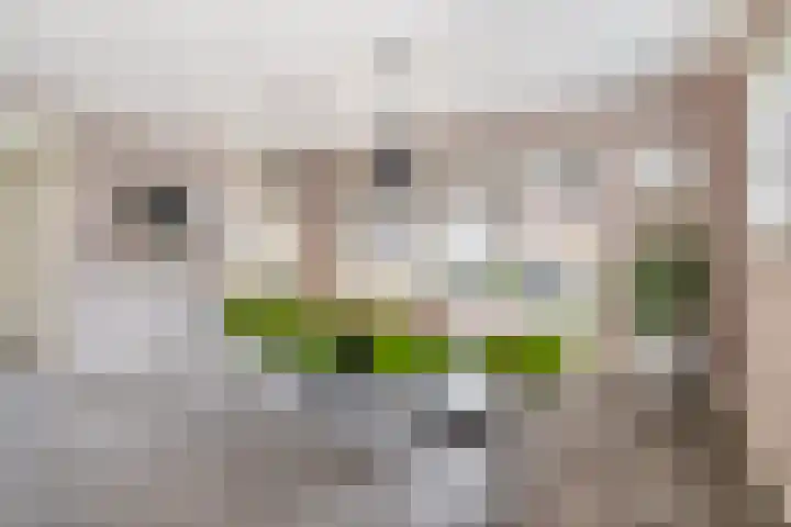 Albertlaan 31 Sterksel thumbnail 16