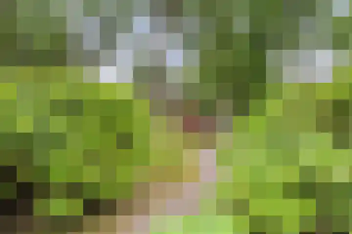 Albertlaan 8 Nunspeet thumbnail 6