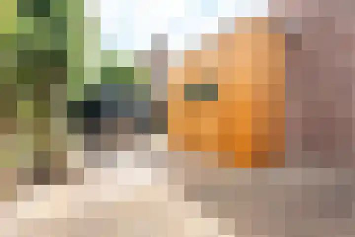 Albertus Magnusstraat 64 Tilburg thumbnail 28