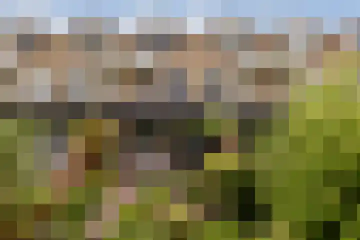 Albrechtsveld 52 Gouda thumbnail 28