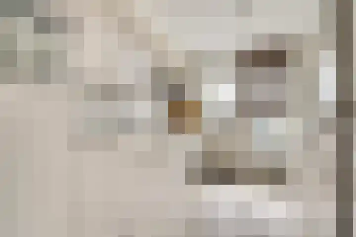 Alcorstraat 7 Spijkenisse thumbnail 4