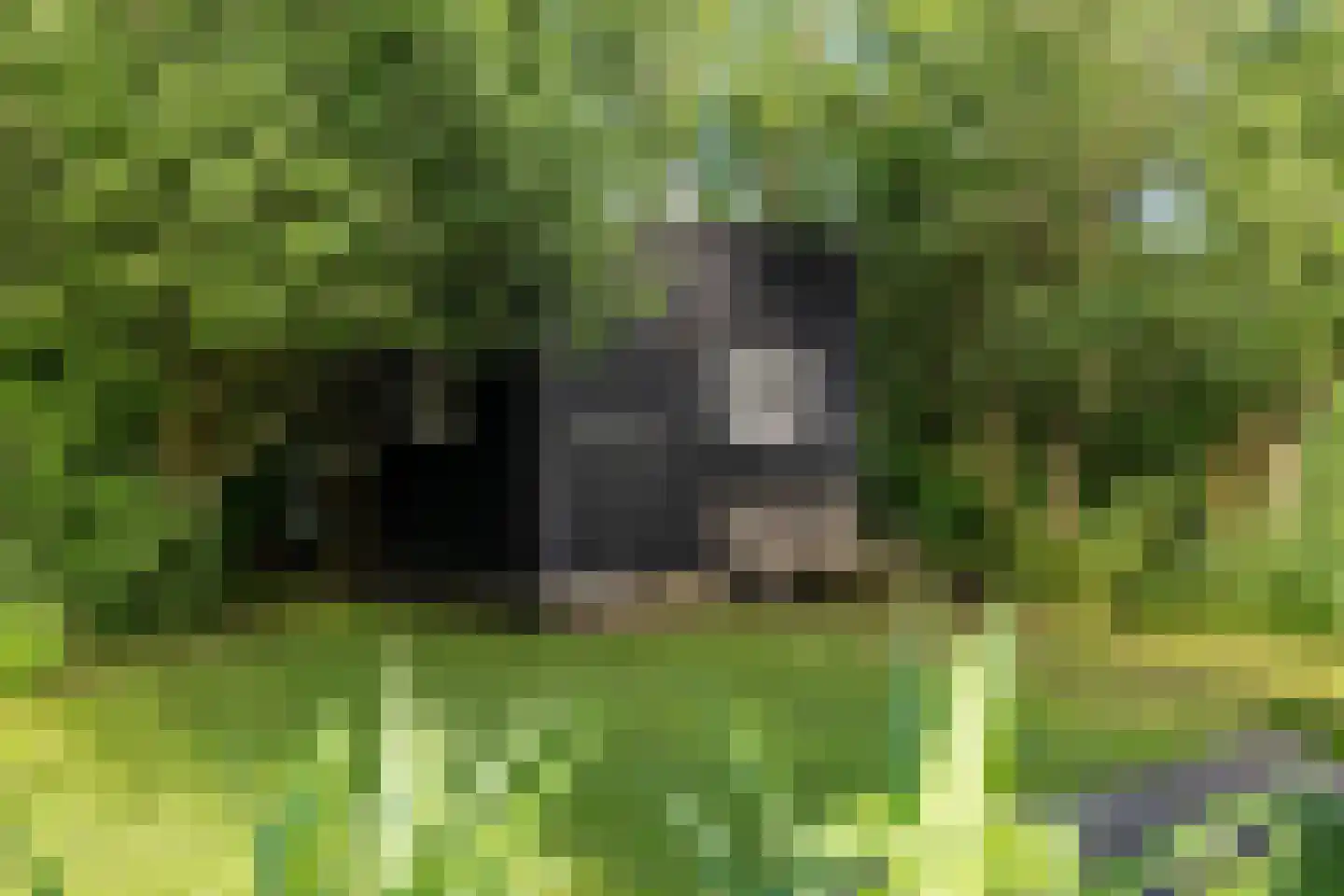 Ald Fean 6 Warten thumbnail 33
