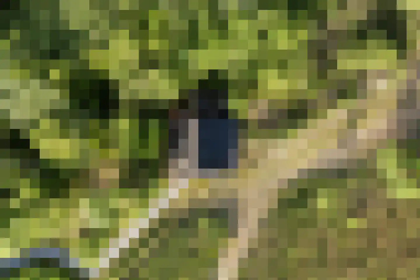 Ald Fean 6 Warten thumbnail 39