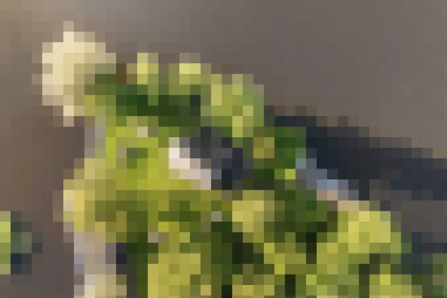 Ald Fean 6 Warten thumbnail 8