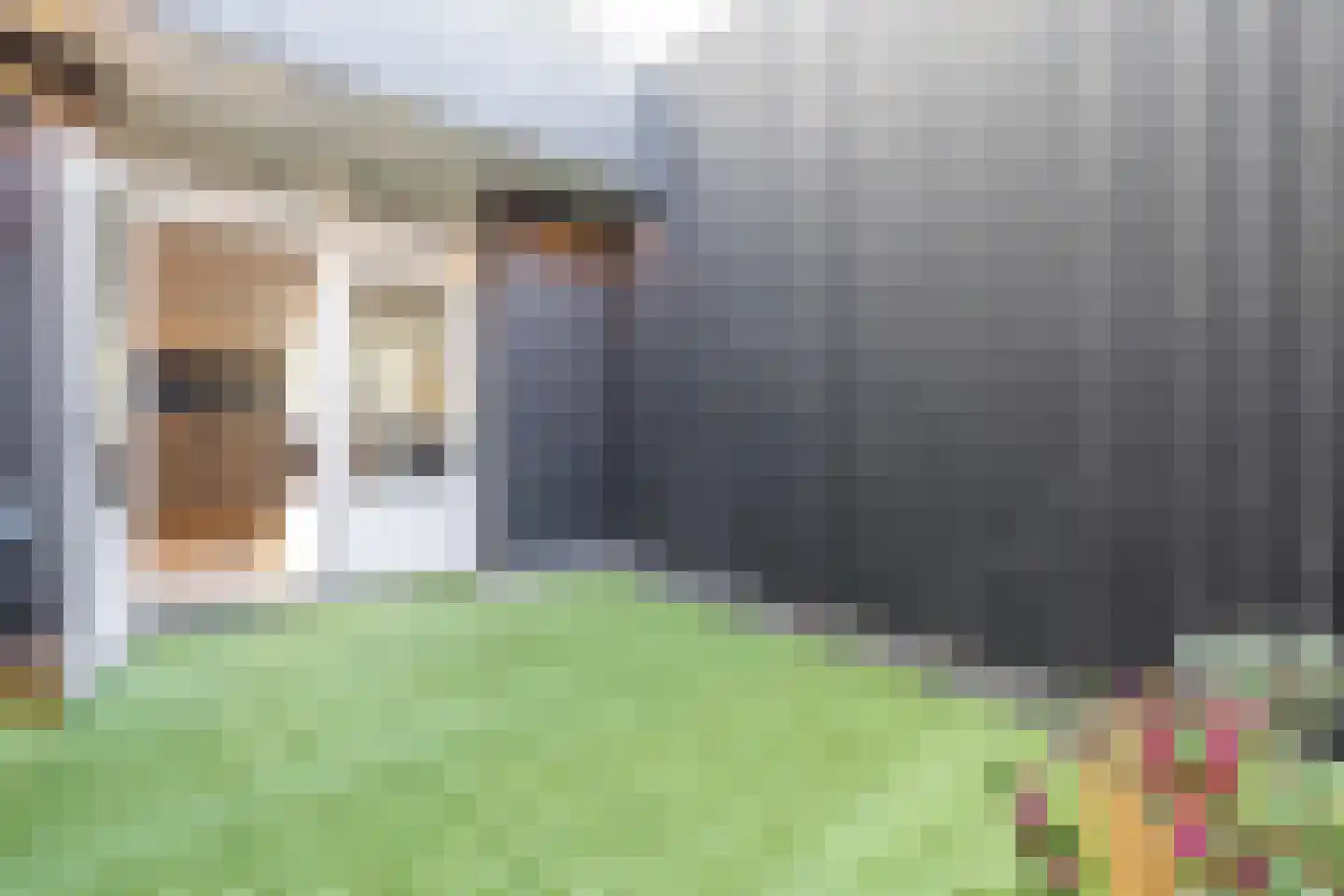 Aldbuorren 5 Ternaard thumbnail 14