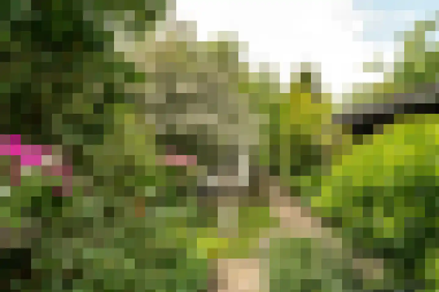 Alde Buorren 12 Sexbierum thumbnail 16