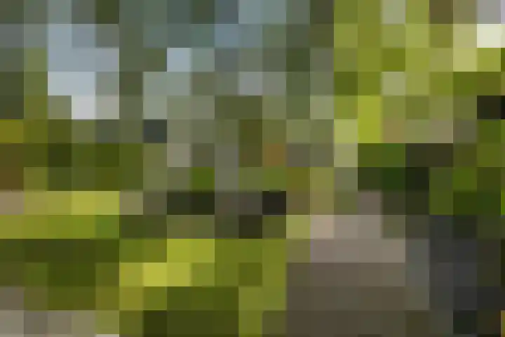 Aldlânsdyk 10 Stiens thumbnail 44