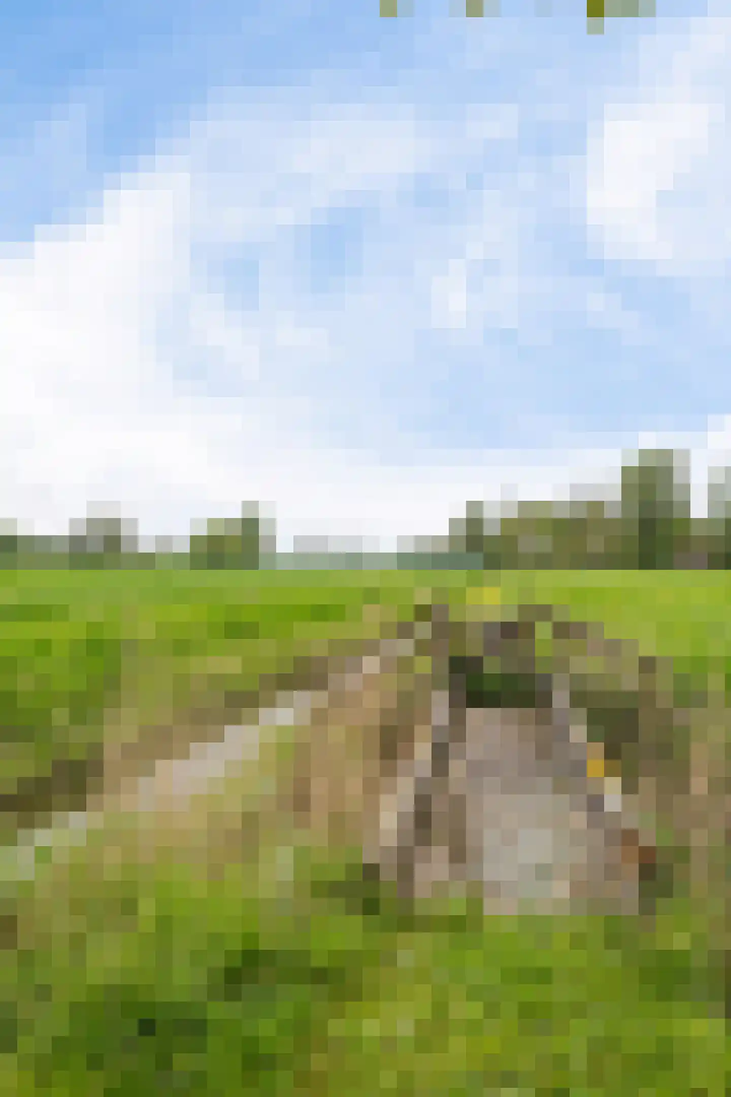 Aldlânsdyk 21 Jelsum thumbnail 15