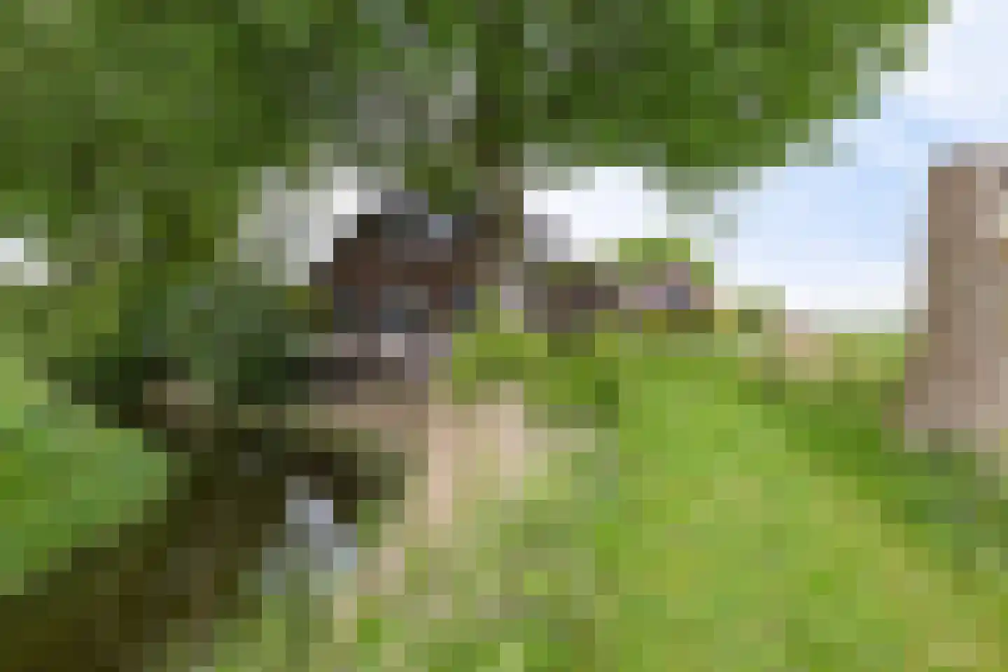 Aldlânsdyk 21 Jelsum thumbnail 16