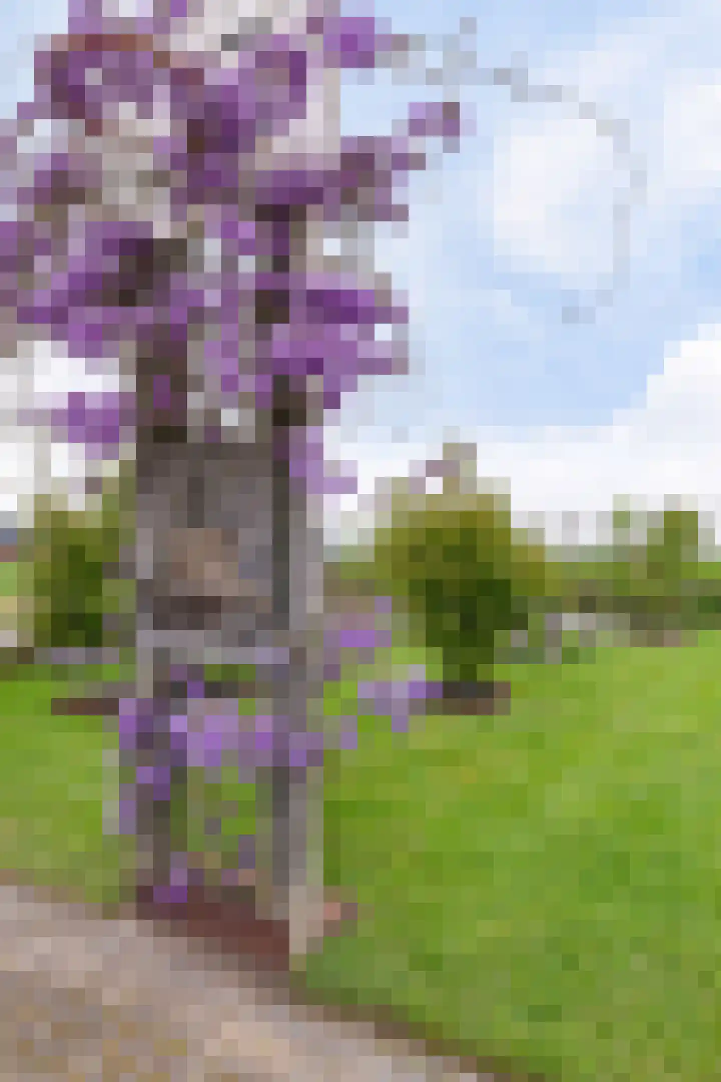 Aldlânsdyk 21 Jelsum thumbnail 7
