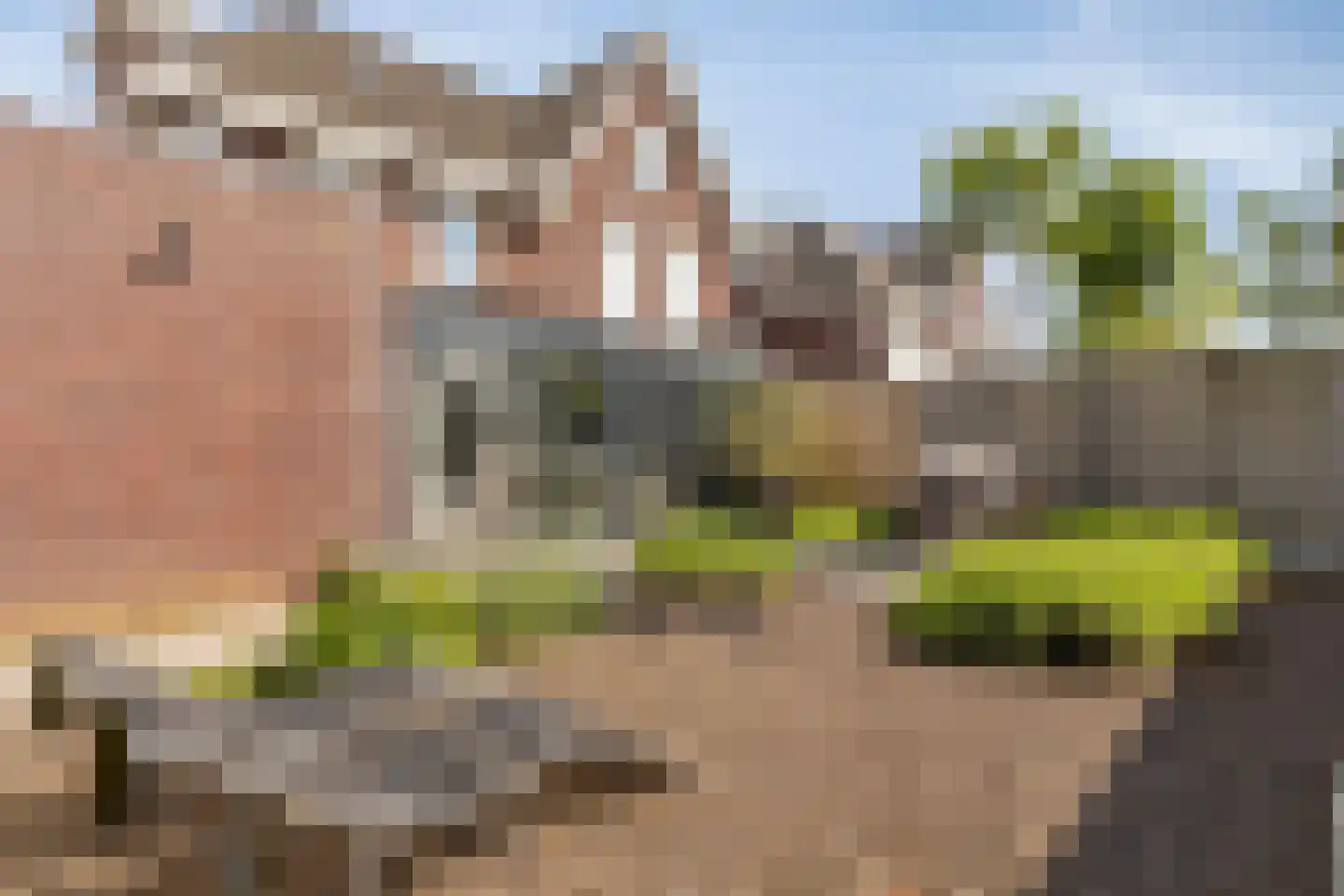 Alexander de Grotestraat 22 Hulst thumbnail 38