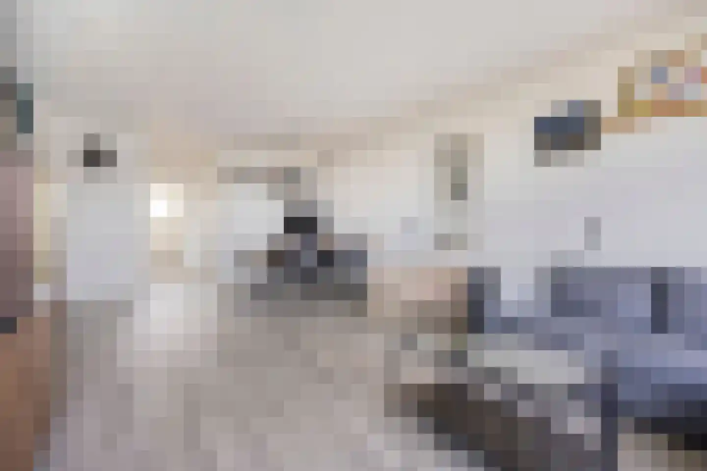 Alferbos 70 Zoetermeer thumbnail 17