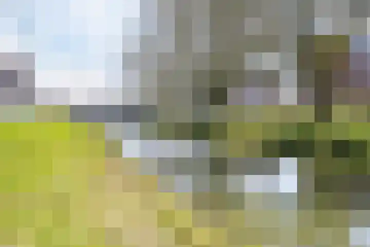 Algengroen 6 C Zoetermeer thumbnail 22