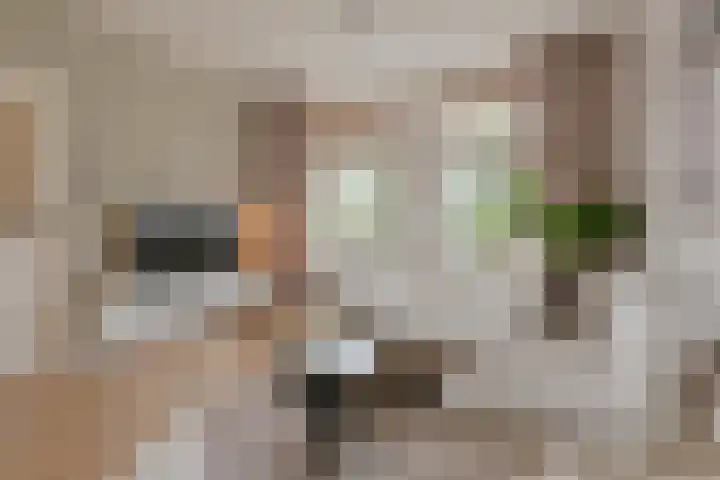 Algol 11 Hoogeveen thumbnail 8