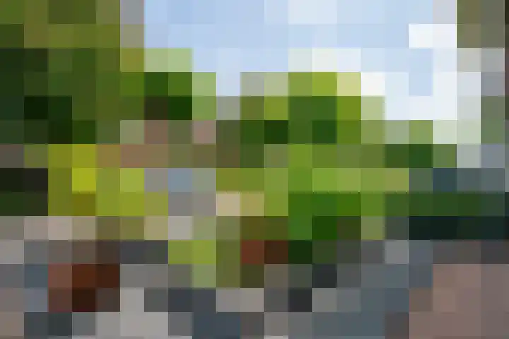 Alida Buitendijk erf 14 Heerhugowaard thumbnail 6