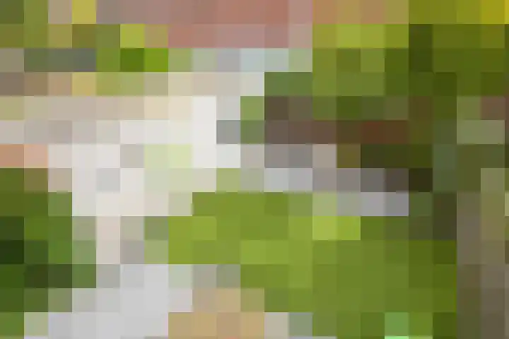 Alikruikhof 6 Den Haag thumbnail 11