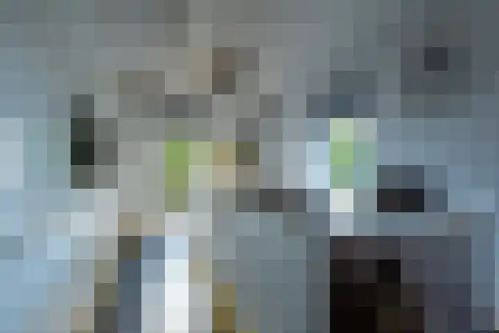 Alkmesschen 25 Assen thumbnail 10