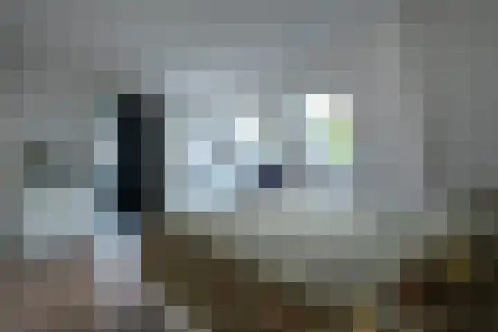 Alkmesschen 25 Assen thumbnail 19