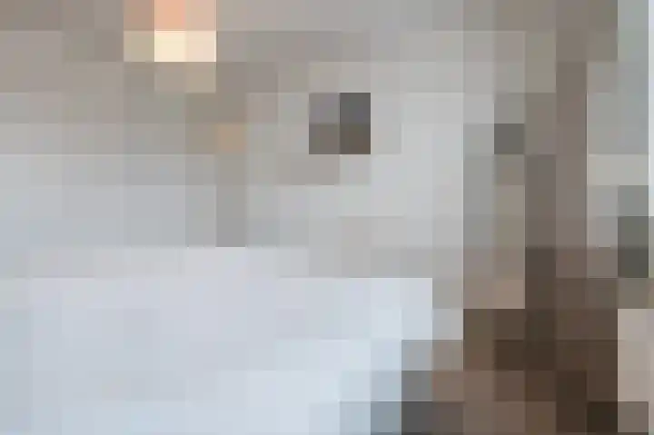 Alkstraat 18 Geldrop thumbnail 21