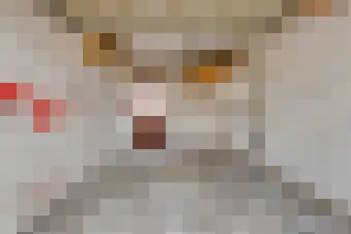 Alle Wijtzesweg 43 A Appelscha thumbnail 28