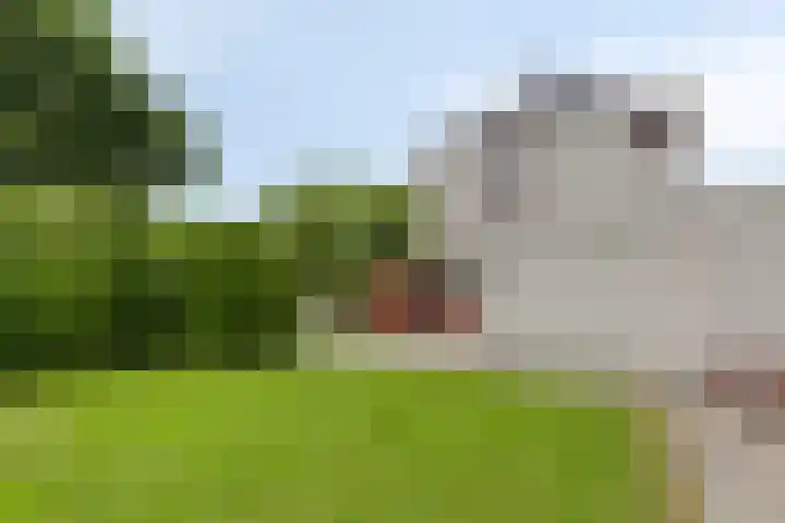 Alle Wijtzesweg 43 A Appelscha thumbnail 33