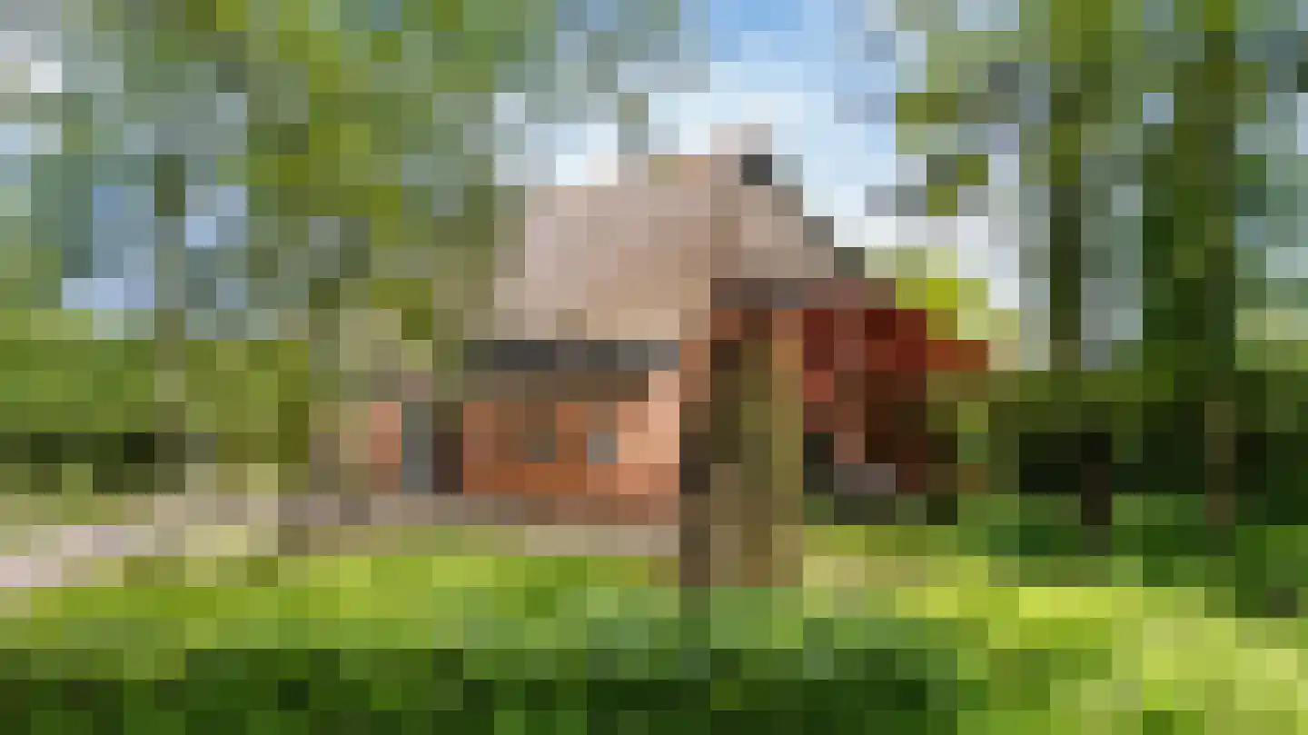 Allemawei 3 Aldwâld thumbnail 102