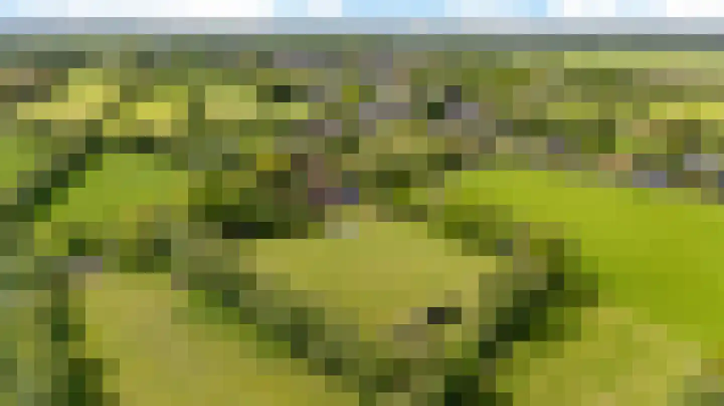 Allemawei 3 Aldwâld thumbnail 108