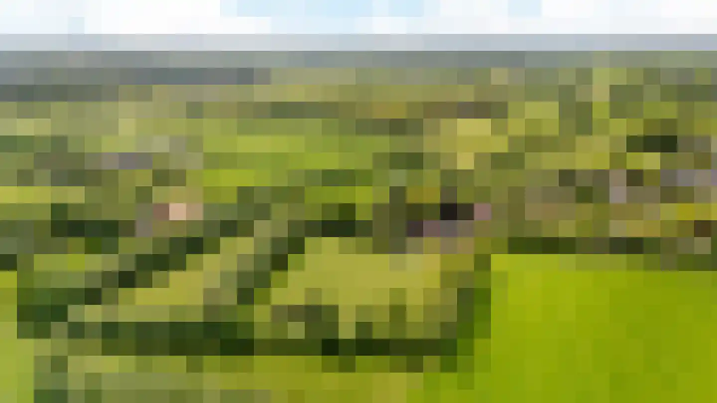 Allemawei 3 Aldwâld thumbnail 5