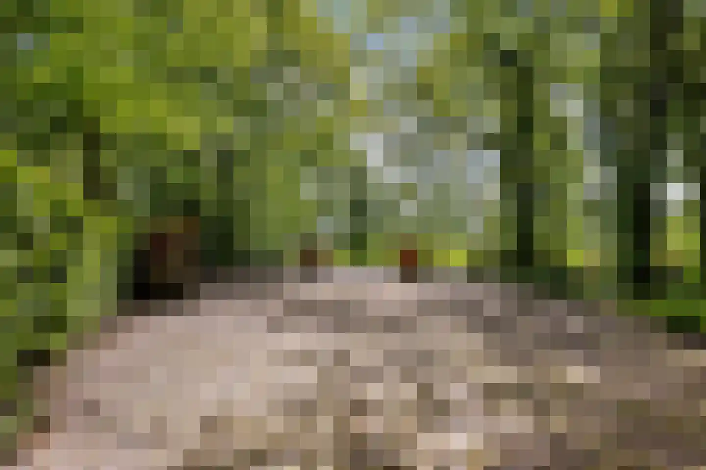 Allemawei 3 Aldwâld thumbnail 96