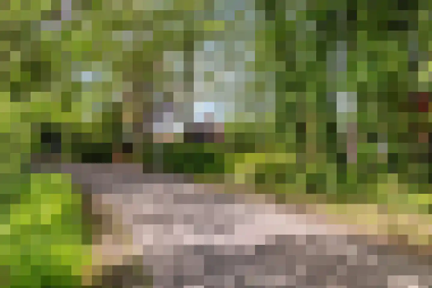 Allemawei 3 Aldwâld thumbnail 98