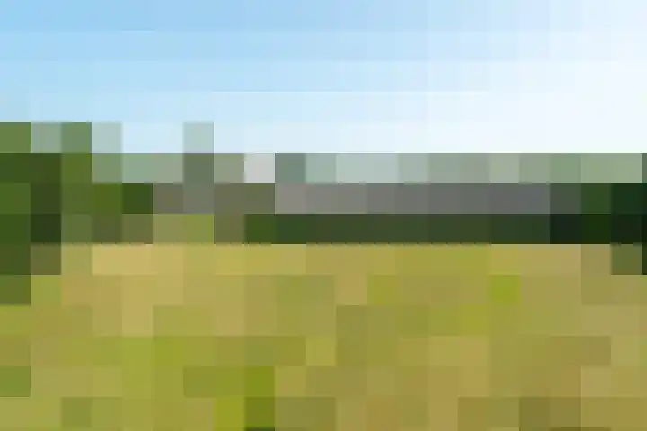 Allemawei 6 Aldwâld thumbnail 13