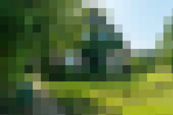 Allemawei 6 Aldwâld foto 3
