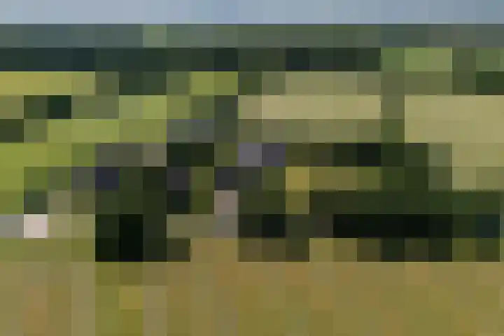 Allemawei 6 Aldwâld thumbnail 4