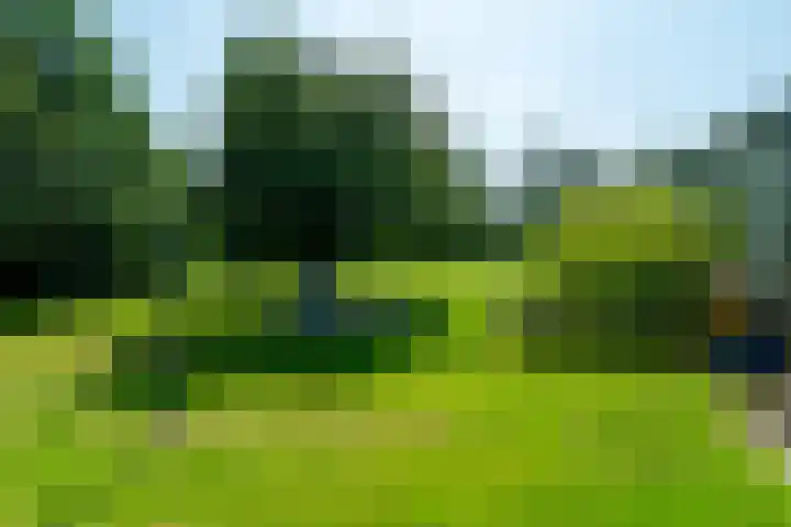 Allemawei 6 Aldwâld thumbnail 43