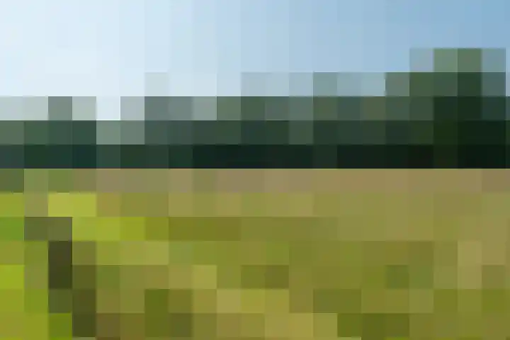 Allemawei 6 Aldwâld thumbnail 45