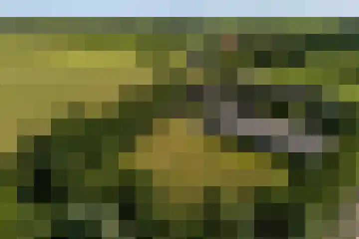 Allemawei 6 Aldwâld thumbnail 5