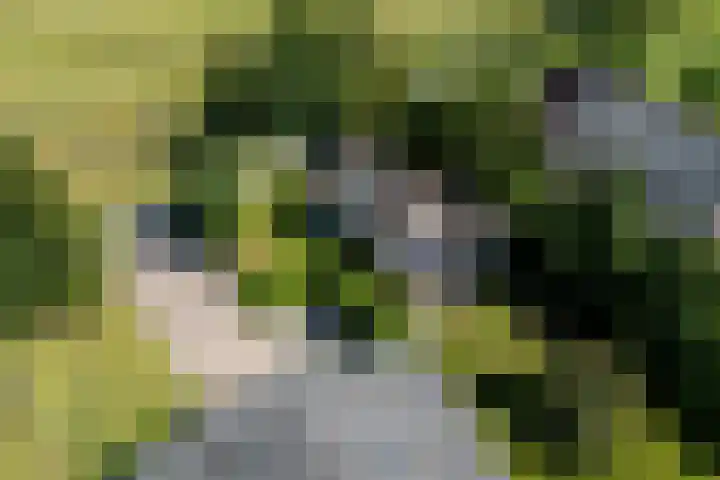Allemawei 6 Aldwâld thumbnail 6