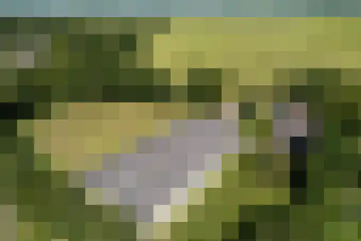 Allemawei 6 Aldwâld thumbnail 7