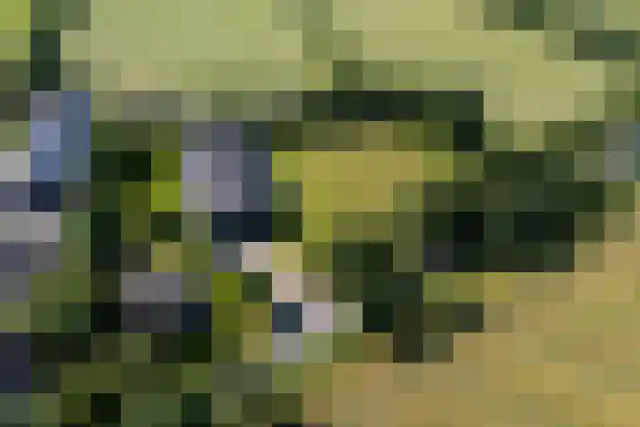Allemawei 6 Aldwâld thumbnail 8
