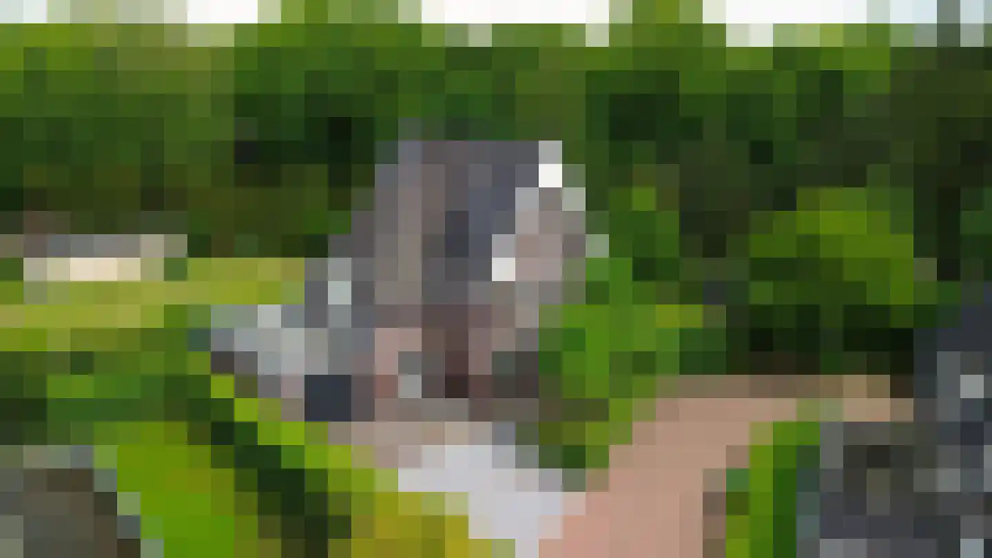 Allerboschweg 5 Ermelo thumbnail 41