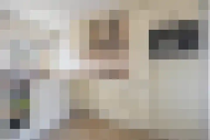 Allerheiligenweg 24 B Breda thumbnail 28