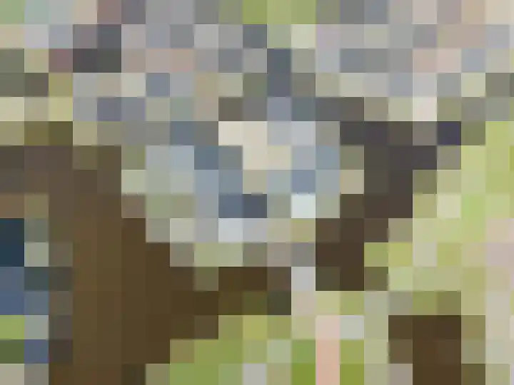Allium 5 Voorhout thumbnail 57
