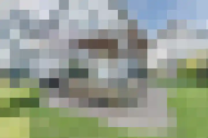 Allium 8 Voorhout thumbnail 47