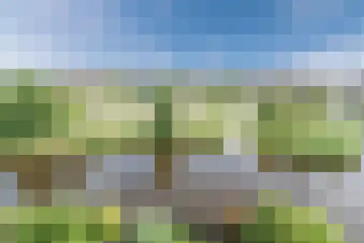 Allium 8 Voorhout thumbnail 54